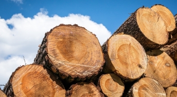 Headline image for What is Going on with Lumber?